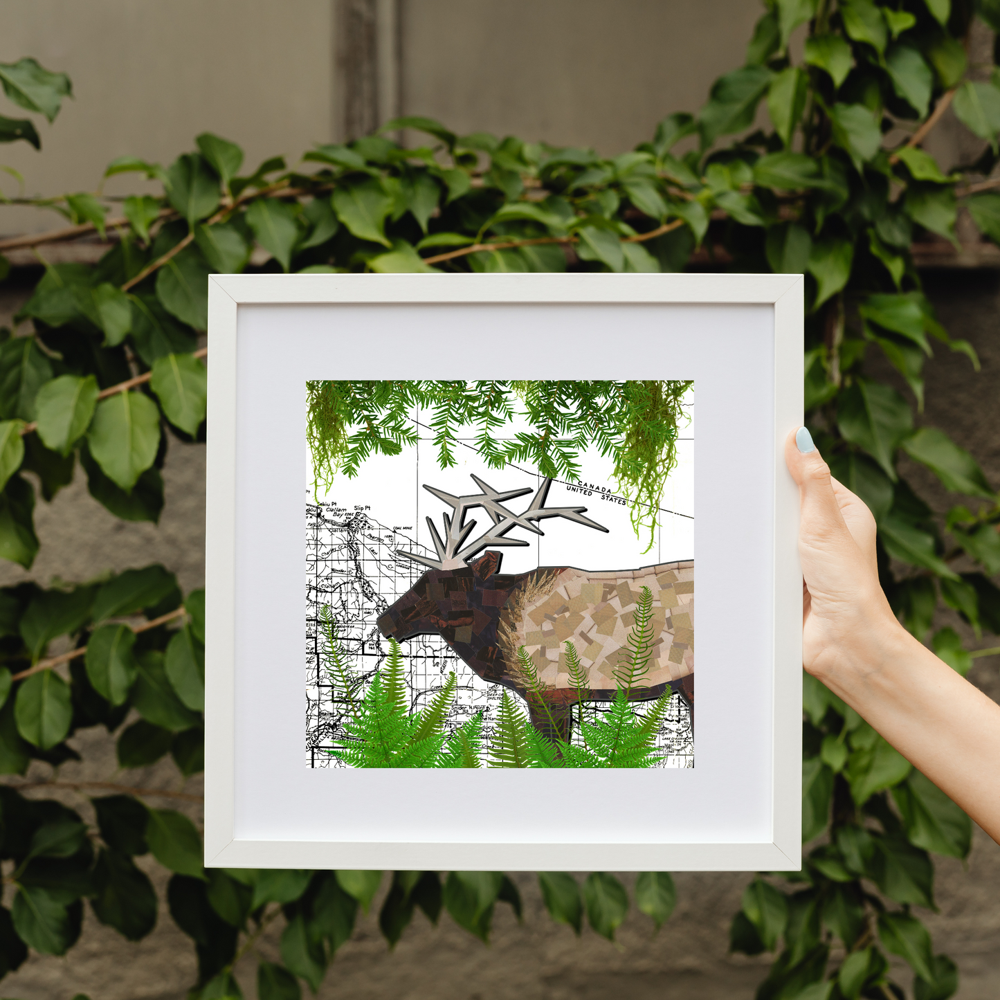 Roosevelt Elk on the Olympic Peninsula 10x10" Print