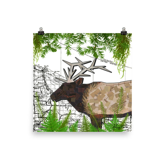 Roosevelt Elk on the Olympic Peninsula 10x10" Print